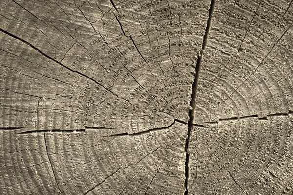 Abstrakt konsistens av trä stubbe beige färg — Stockfoto