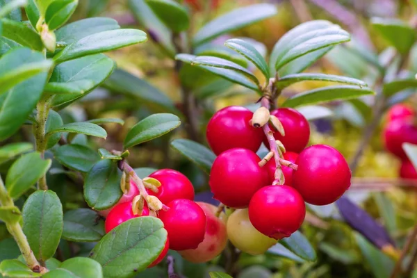 Röda bär av vilda lingon närbild — Stockfoto