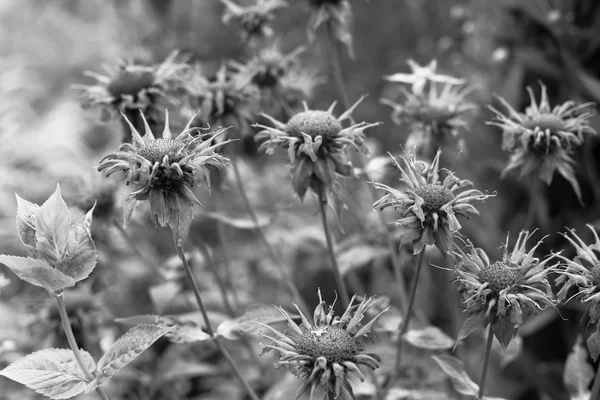 古い写真の白黒の灰色のトーンのベルガモットの花 — ストック写真