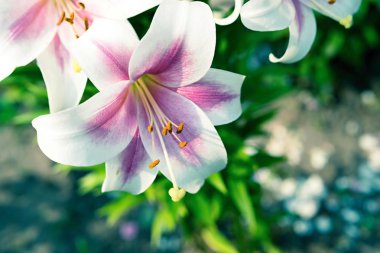 Beyaz ve pembe renkli bir lily closeup çiçek