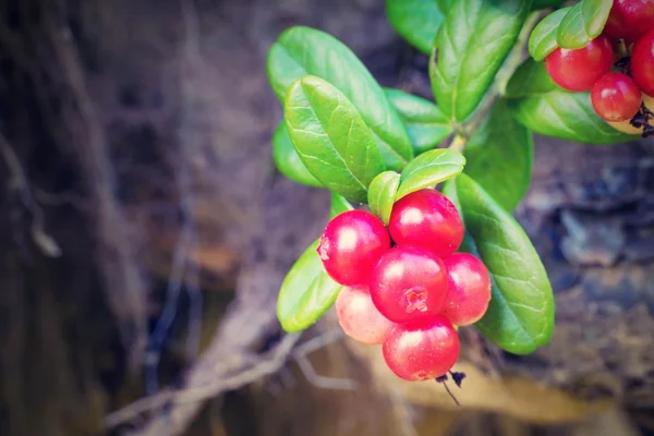 Red berries of wild cowberry closeup — Stock Photo, Image