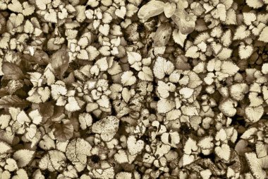 desenli sepia rengi desenli soyut çimen arkaplanı