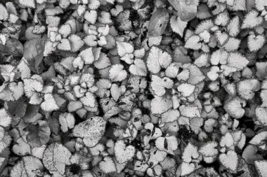 tek renk desenli desenli soyut ot arkaplanı