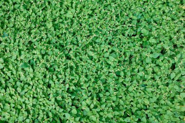 güzel ve boş doğal desenli yeşil çimen arka planda küçük beyaz çiçekler