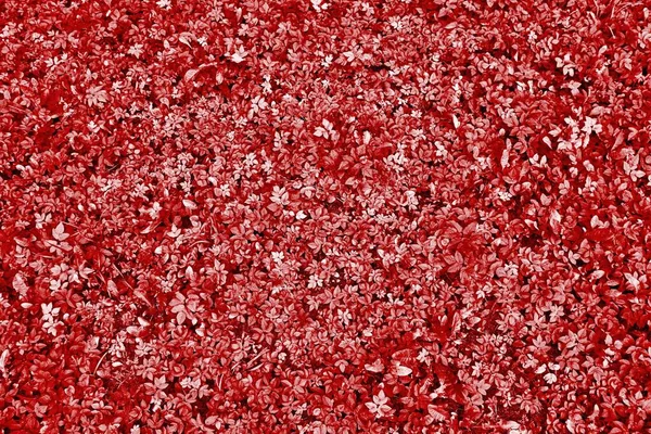 美しく空の自然なテクスチャの赤い草の背景 — ストック写真