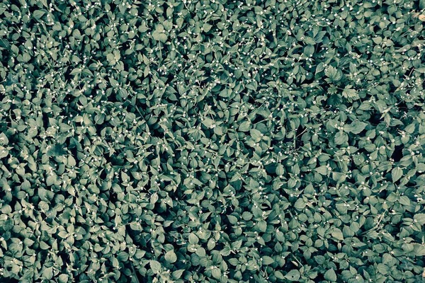 Hermoso Vacío Natural Texturizado Fondo Hierba Verde Con Pequeñas Flores — Foto de Stock