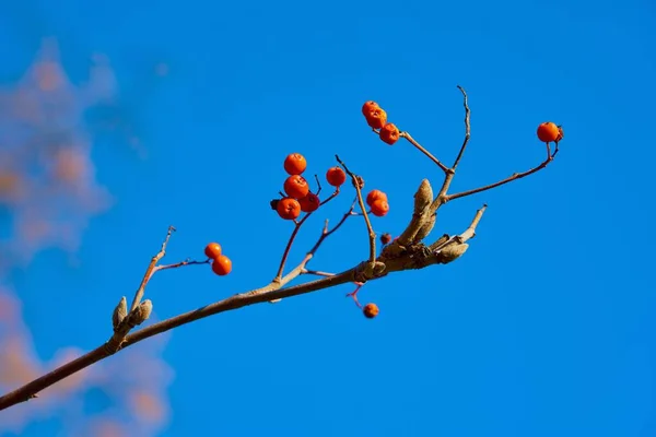 Abstract Branch Red Rowan Berries Blue Sky — Stock Photo, Image