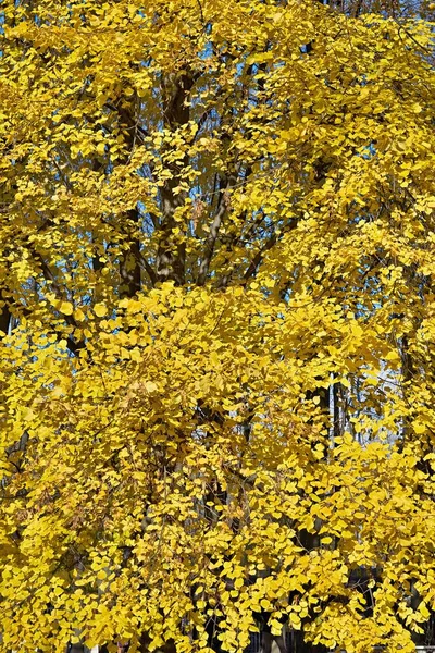 Pevné Svěží Podzimní Žluté Listí Stromě Pro Přírodní Pozadí Nebo — Stock fotografie