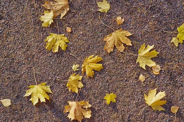 Seltene Gefallene Gelbe Ahornblätter Auf Dem Boden Für Natürlichen Saisonalen — Stockfoto