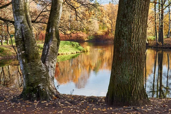 Partes Inferiores Troncos Árboles Grandes Primer Plano Bosque Otoño Parque —  Fotos de Stock