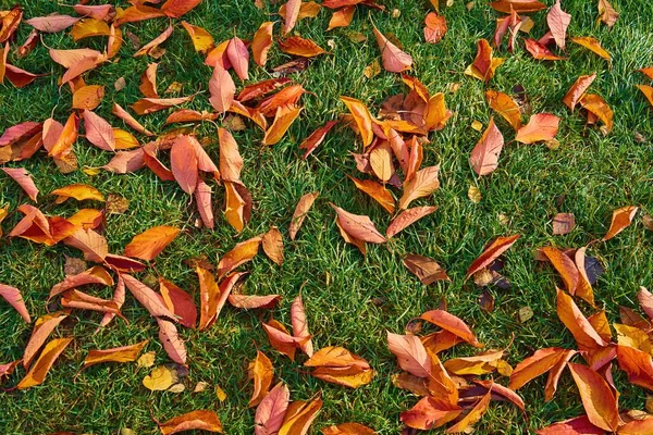 Herbstlaub Auf Grünem Gras Für Natürliche Hintergründe Und Tapeten — Stockfoto