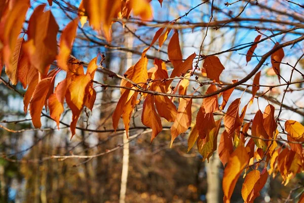 Červené Podzimní Listí Větvi Stromu Zblízka Pro Přírodní Pozadí — Stock fotografie