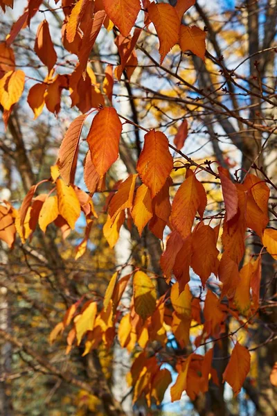 Rotes Herbstlaub Auf Einem Ast Nahaufnahme Für Einen Natürlichen Hintergrund — Stockfoto