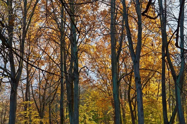 Осінні Дерева Товстим Жовтим Листям Крупним Планом Абстрактного Природного Фону — стокове фото