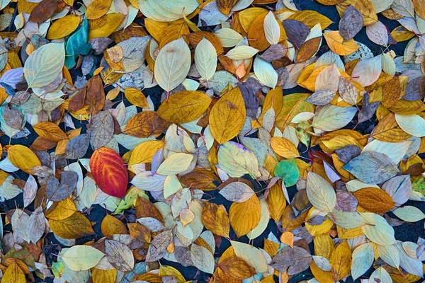 Kunterbuntes Herbstlaub Auf Dem Boden Für Natürlichen Hintergrund Und Für — Stockfoto