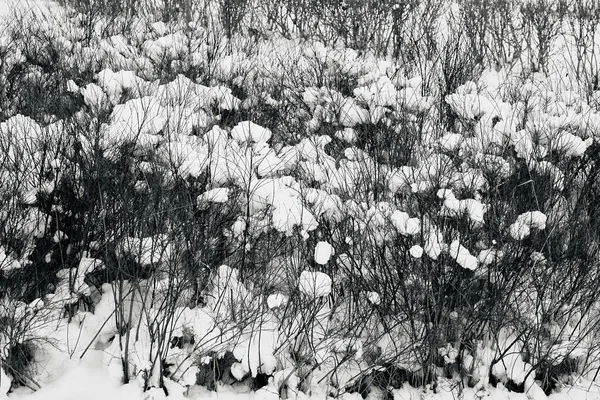 branching bushes close-up and under snow caps in the park or in the forest for the winter landscape