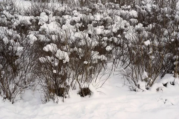 branching bushes close-up and under snow caps in the park or in the forest for the winter landscape