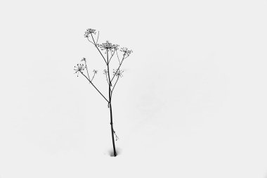 Kuru ve soyut bir kara çimen biçimi beyaz kar zeminine karşı.