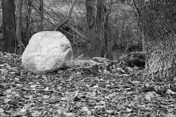 abstract landscape with a large stone on the ground in the woods on black-white photography closeup