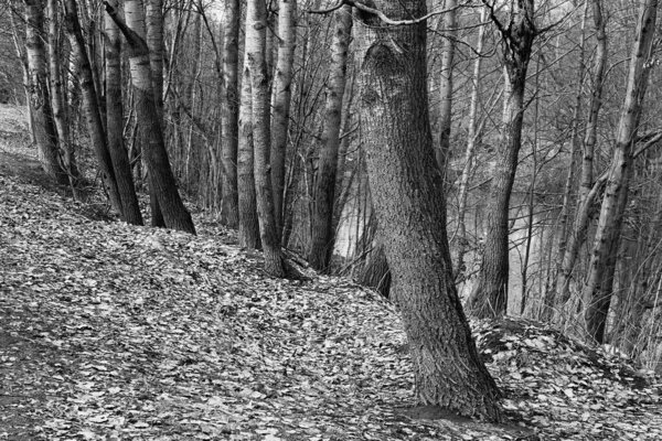 abstract parts of tree trunks closeup in the forest or in the park in black and white photos