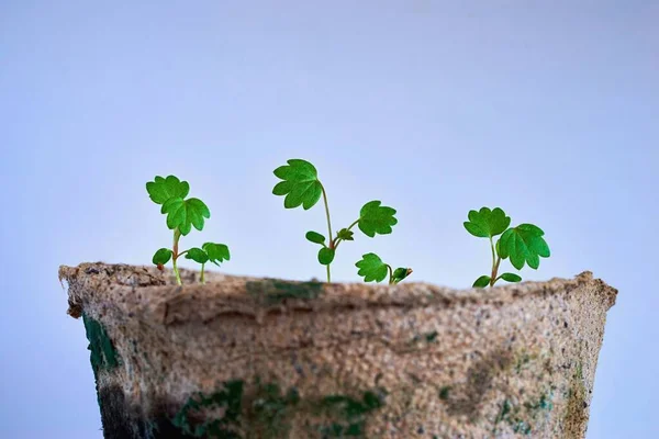 Petites Pousses Vertes Semis Dans Sol Des Semis Précoces Sont — Photo