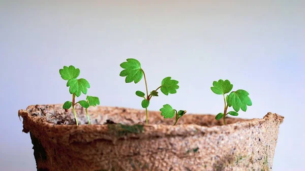 Små Gröna Skott Plantor Marken Tidiga Plantor Odlas Frã Frã — Stockfoto