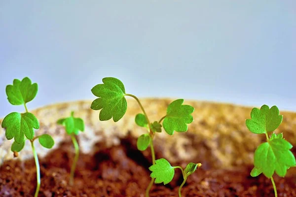 地面の苗の小さな緑の芽 早生の苗は鉢の種子から成長し 緑の苗は土から成長します — ストック写真