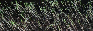 Yeni ve taze yeşil filizler veya dereotu filizleri marul ve yiyecek için yakın plan