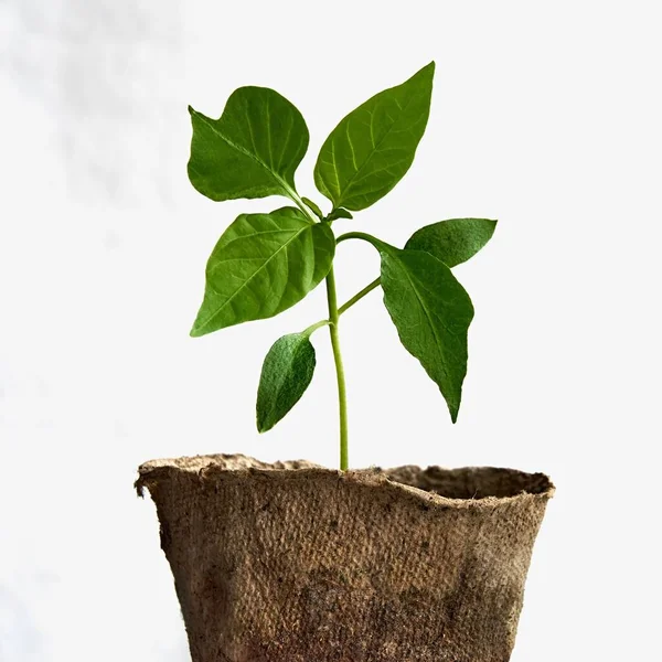 Une Plante Verte Semis Poivre Dans Pot Tourbe Gros Plan — Photo