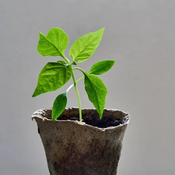 泥炭ポットの近くにピーマンの苗の1つの緑の植物と空できれいな背景に隔離された — ストック写真