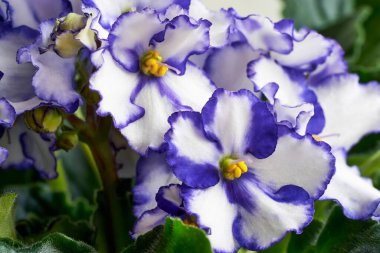 Beyaz mavi menekşelerden oluşan güzel bir çiçek grubu.