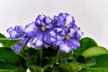 Mor beyaz menekşelerden oluşan çiçek grubu temiz ve boş bir arkaplanda yakın plan çekimde