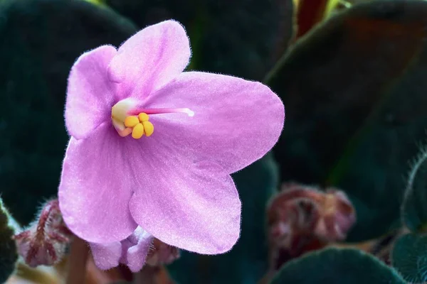 Bulanık Bir Arkaplanda Güzel Bir Pembe Menekşe Yakın Plan — Stok fotoğraf