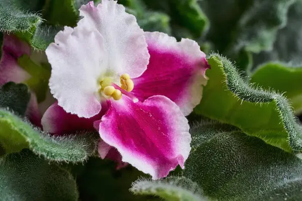 Yeşil Yaprakların Arka Planına Karşı Beyaz Pembe Güzel Bir Menekşe — Stok fotoğraf