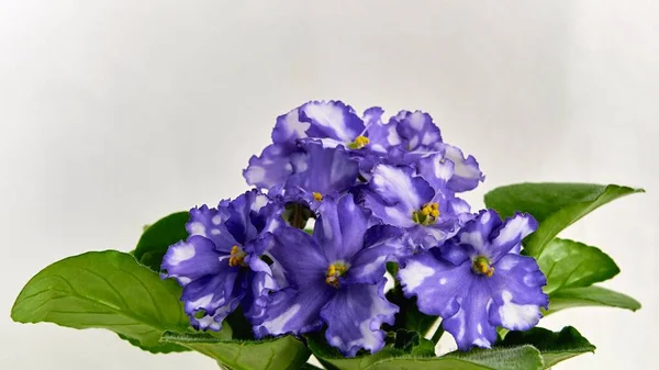 Floral Group Lilac White Violets Clean Empty Light Background Close — Stock Photo, Image