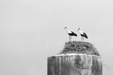 two storks in a nest on an old rusty tower clipart