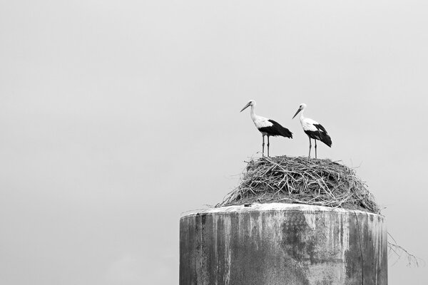 two storks in a nest on an old rusty tower