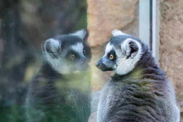 Lemur ser på reflektion — Stockfoto