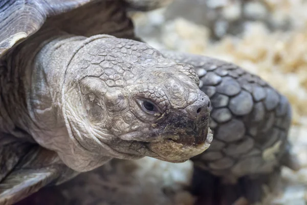 Fragment of a big turtle — Stock Photo, Image