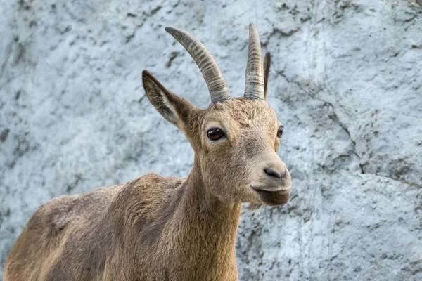 The goat attentively looks aside — Stock Photo, Image