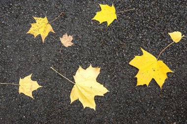 asfalt üzerinde akçaağaç yaprakları