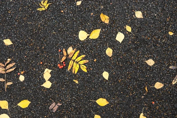 Folhagem de outono na estrada asfaltada — Fotografia de Stock