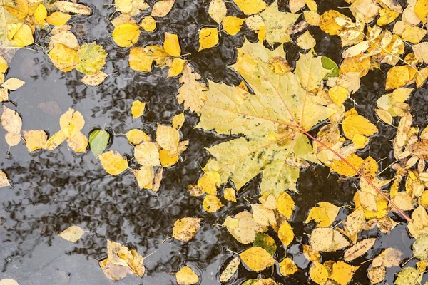 Gelbes Herbstlaub auf dem Wasser — Stockfoto