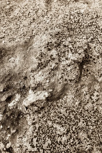 Stone with a mold surface of brown beige color — Stock Photo, Image