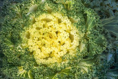 doku sarı yeşil karnabahar