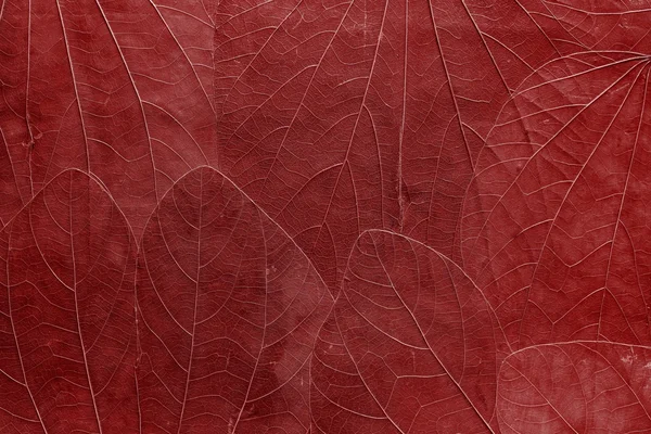 Fondo de hojas de color rojo brillante — Foto de Stock