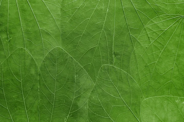 Background from leaves of bright green color — Stock Photo, Image