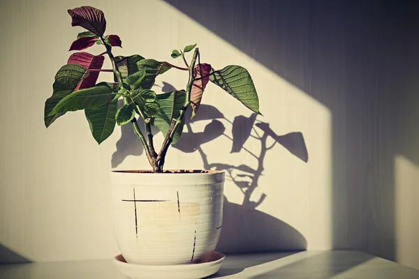 Planta de interior retro en una maceta de cerámica —  Fotos de Stock