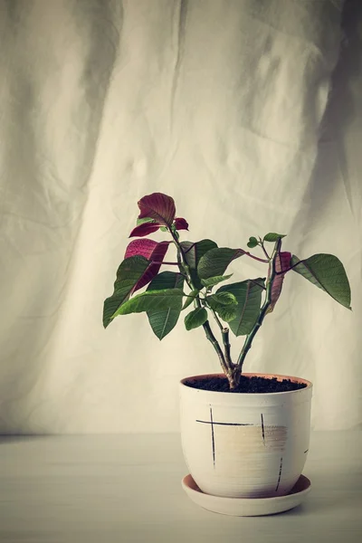 Zdjęcie retro roślina doniczkowa na puste tło — Zdjęcie stockowe