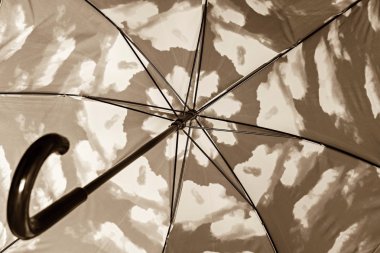 portre içinde gelen sepya şemsiye kamışı parçası